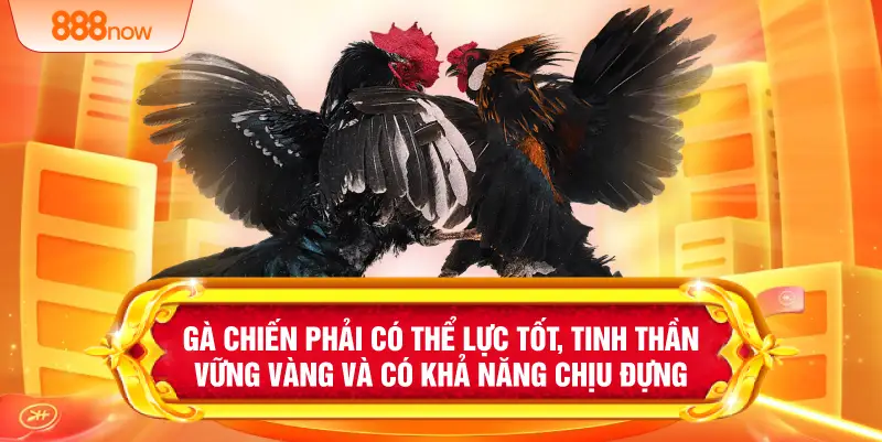 Gà chiến phải có thể lực tốt, tinh thần vững vàng và có khả năng chịu đựng